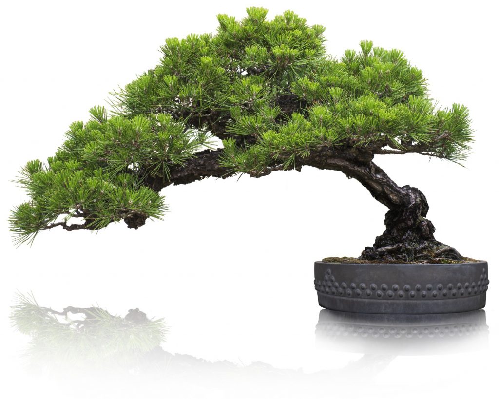 Bonsai tree