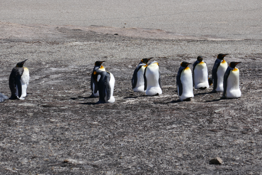 A group of 9 King Penguins.You can see their orange necks.