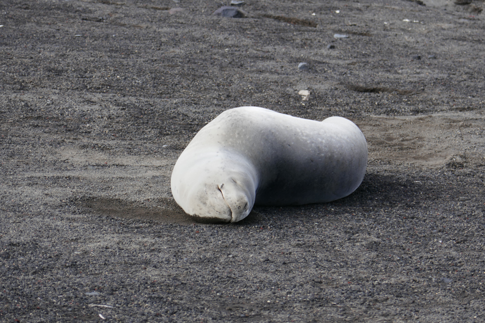 Leopard seal lazily resting on black sand.