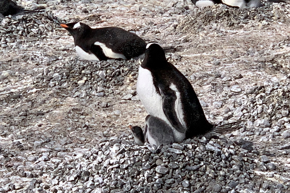 Penguin with baby chicks sitting in their pebble nest.