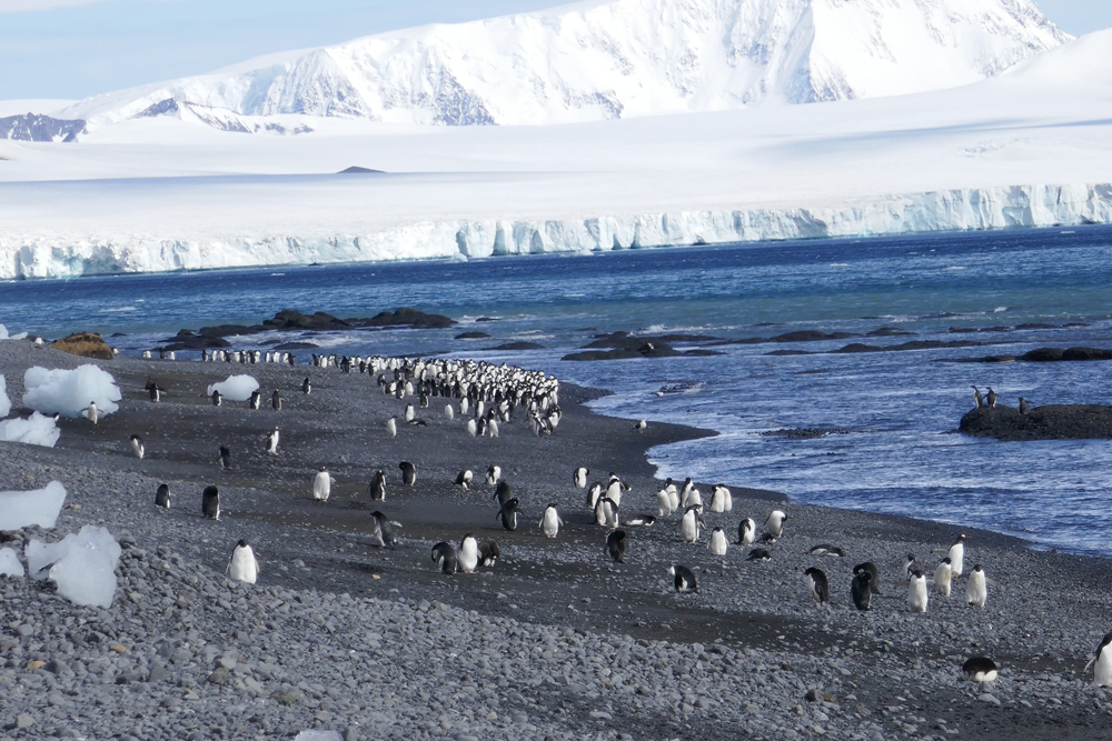 Hundreds of penguins walking along a beach.  Snow covered ice shelf and mountain in the background.