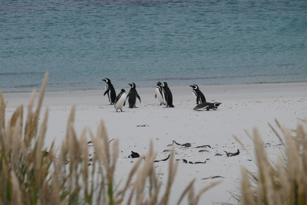 Penguins relaxing on a white sand beach.  Tall grass in the foreground.