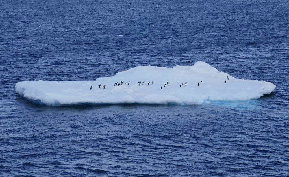 Penguins floating on an iceberg.