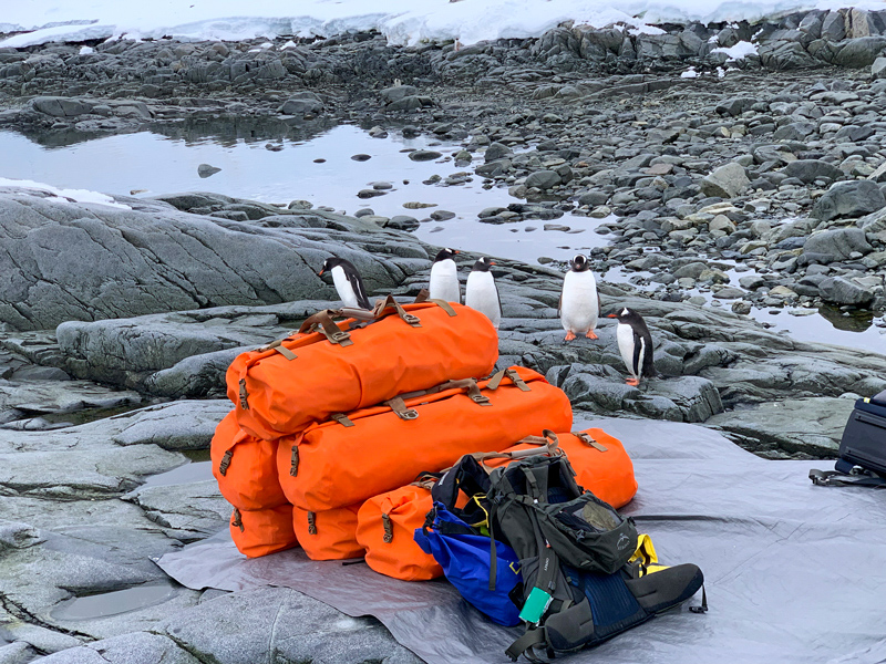 Penguins surrounding bright orange duffel bags on a large rock, set on a rocky beach with snow in the background.