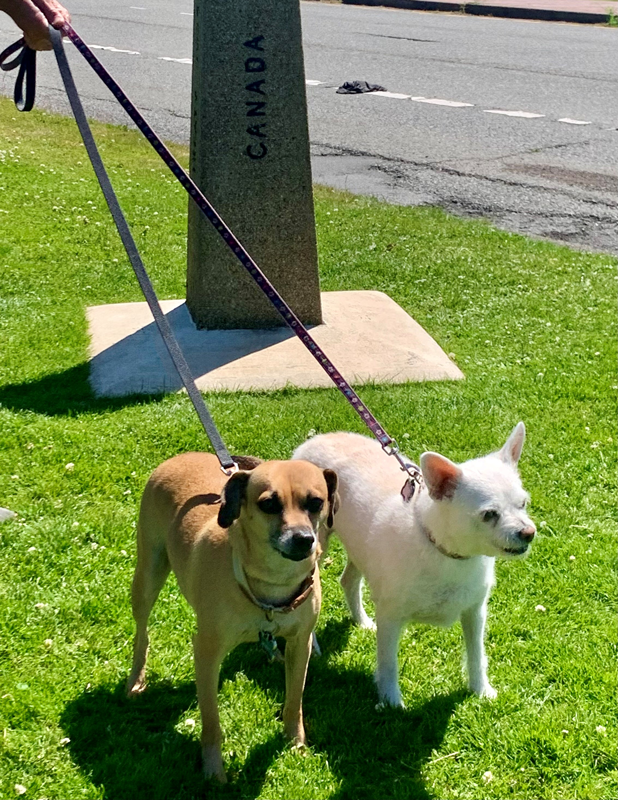 two small dogs, one tan and one white in front of a Canadian obelisk sign