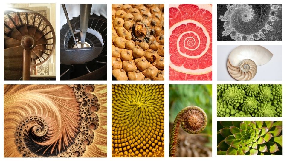 Examples of the Fibonacci spiral: stair cases, grapefruit, shells, sunflower, plants