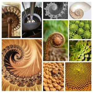 Fibonacci collage